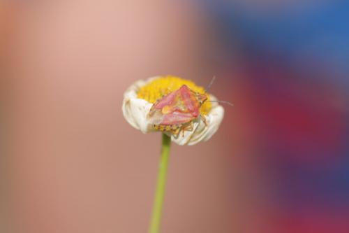 Carpocoris pudicus